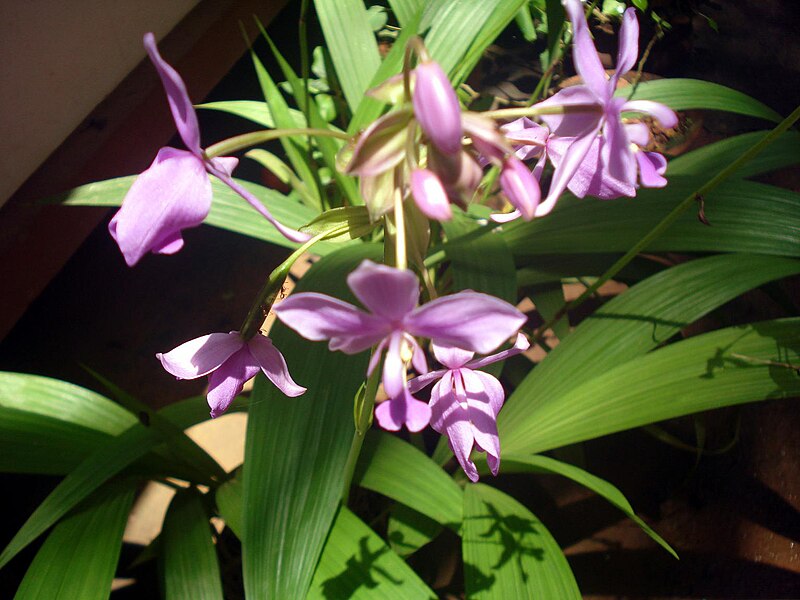 File:Spathoglottis 1.JPG