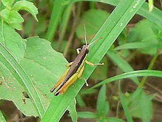 <span class="mw-page-title-main">Spathosterninae</span> Subfamily of grasshoppers