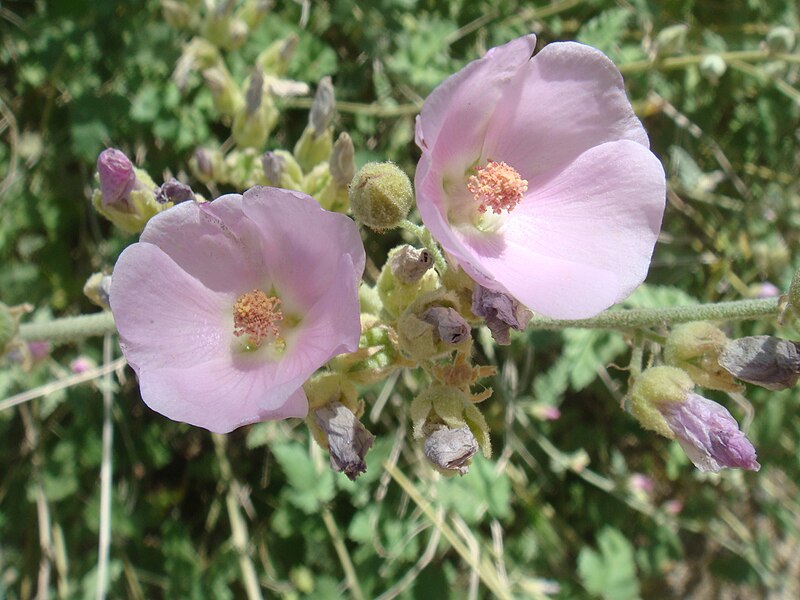 File:Sphaeralcea-ambigua-20080327.JPG