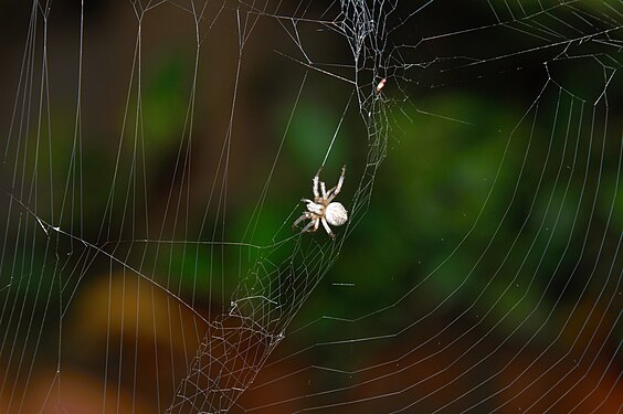 Mygalomorph Spider in garden,India