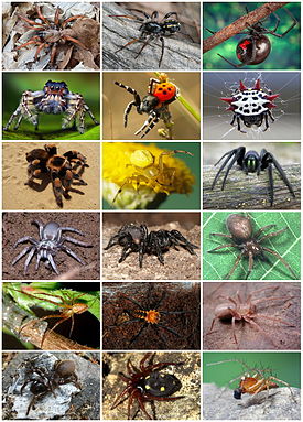 Разнообразие пауков