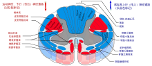 Drawing of cross-section of the spinal cord