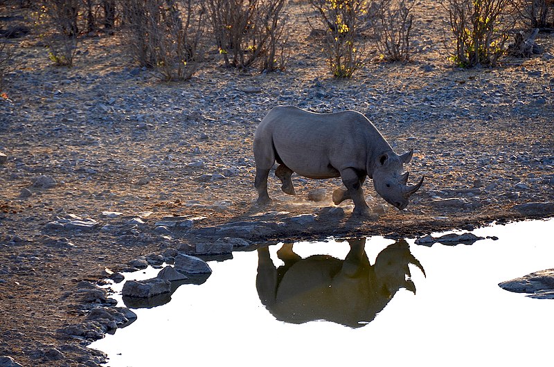 File:Spitzmaulnashorn in Namibia.jpg