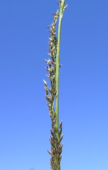 File:Sporobolus elongatus.jpg