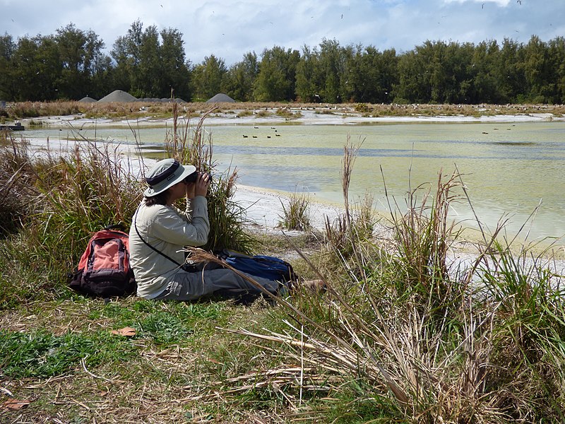 File:Starr-150401-0379-Paspalum urvillei-Kim looking at birds-Water Catchment Sand Island-Midway Atoll (24905096759).jpg
