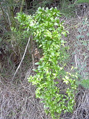 Asparagus Asparagoides: Beschreibung, Systematik und Verbreitung, Nachweise