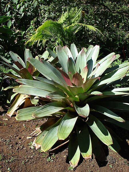 File:Starr 071024-9946 Vriesea imperialis.jpg