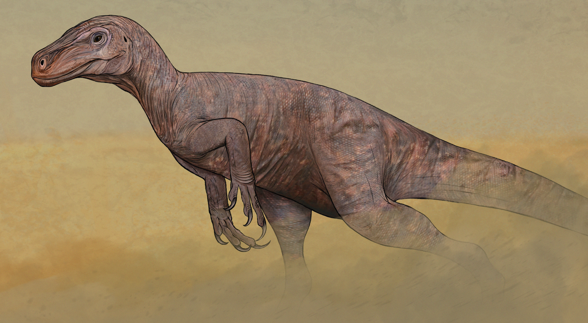 Artist's reconstruction of Staurikosaurus