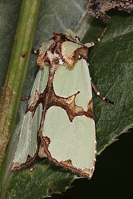 Staurophora celsia