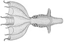 Stauroteuthis syrtensis (main).jpg