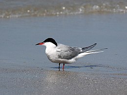 Sterna hirundo - Common Tern.jpg