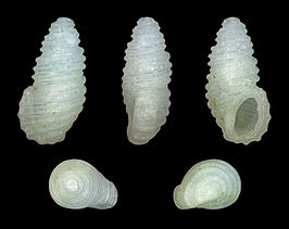 Stosicia annulata