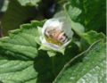 Strawberry farms generally add hives of honeybees to improve pollination