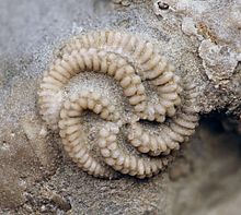 Streptaster vorticellatus (13 mm çapında), Kuzey Kentucky, ABD'nin Maysville West yol kesimindeki Bellevue Formasyonundan (Üst Ordovisiyen) itibaren ..jpg