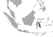 Sulawesi Tiny Shrew area.png