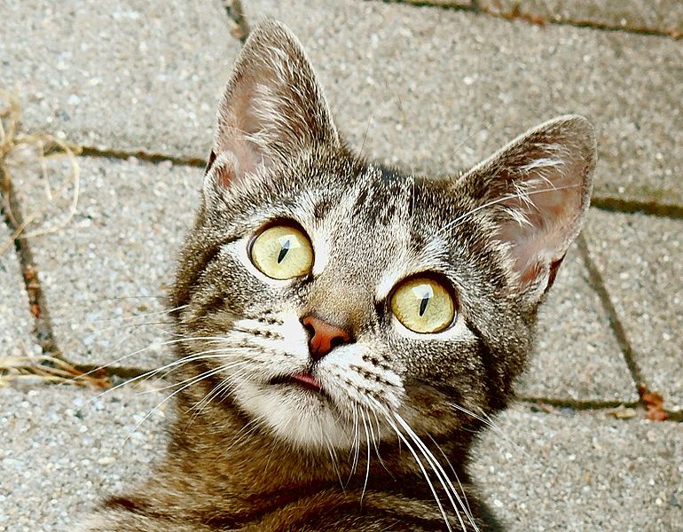 http://upload.wikimedia.org/wikipedia/commons/thumb/f/f9/Surprised_young_cat.JPG/770px-Surprised_young_cat.JPG