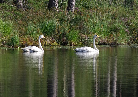 Svartsjön Hanveden svanar