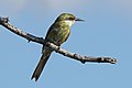 * Nomination Swallow-tailed bee-eater (Merops hirundineus hirundineus) juvenile, Namibia --Charlesjsharp 08:19, 9 April 2018 (UTC) * Promotion Good quality. --Poco a poco 17:59, 9 April 2018 (UTC)