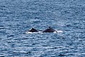 Sydney (AU), Pacific Ocean, Humpback Whales -- 2019 -- 3363.jpg