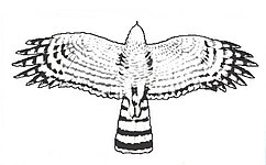 Spurvehøg i flugt. Bemærk den lange hale og de brede afrundede vinger.