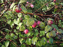 Symphoricarpos-chenaultii.JPG