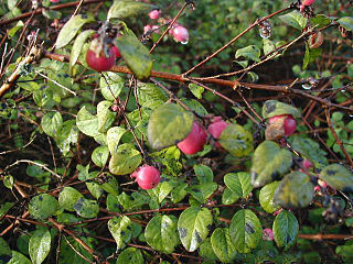 <i>Symphoricarpos <span style="font-style:normal;">×</span> chenaultii</i> Species of shrub