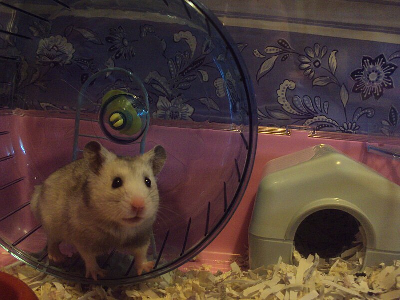 File:Syrian Hamster.JPG - Wikimedia Commons