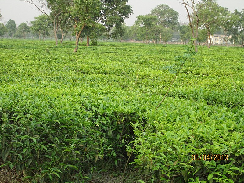 File:TEA GARDEN 1.jpg