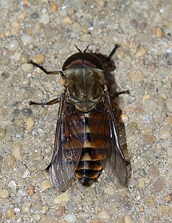 <i>Tabanus eggeri</i> Species of fly