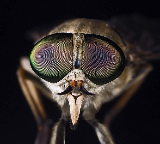 File:Tabanus sudeticus - MHNT Portrait - retouched, cropped.jpg