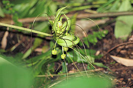 20.9.18 Madagaskar-Fledermausblume