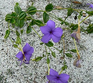 <i>Tachiadenus</i> Genus of flowering plants