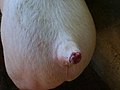 Tail bited of pig.JPG