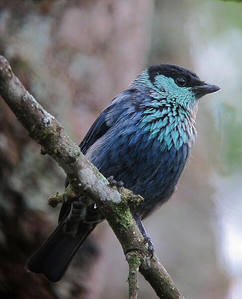 File:Tangara heinei Tángara capirotada Black-capped Tanager (male) (10937380543).jpg