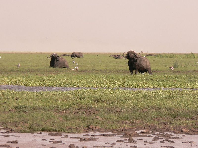 File:Tanzanie Maniara Bufle.jpg