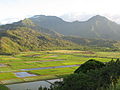 One of the largest taro growing areas in the Hawaiian Islands is the Lower Hanalei Valley