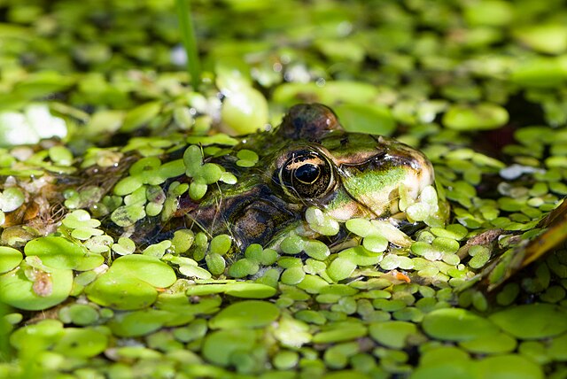 Съедобная лягушка (Pelophylax esculentus) в водоёме, заросшем растениями подсемейства рясковые (Lemnoideae), преимущественно ряской малой (Lémna mínor) и многокоренником обыкновенным (Spirodela polyrhiza)