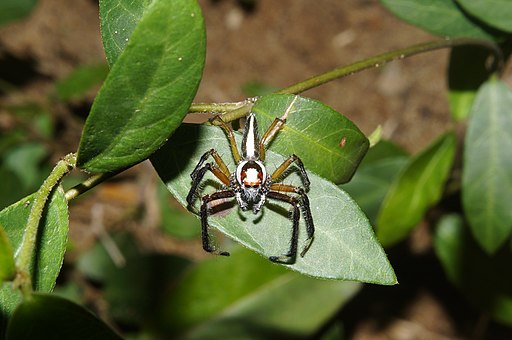 Telamonia dimidiata9079