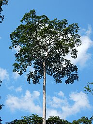 State Tree of The Federated States of Micronesia