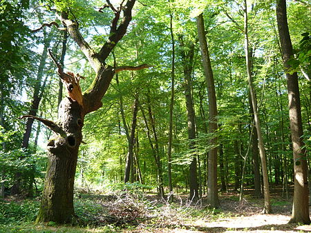 Teufelseiche östlich Davensberg