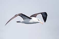 Black-browed Albatross (Thalassarche melanophrys) in flight, East of the Tasman Peninsula, Tasmania, Australia