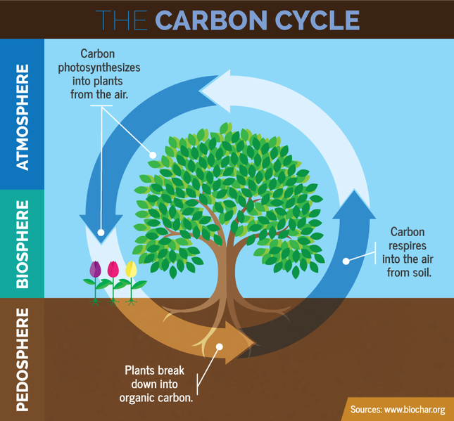 File:The-carbon-cycle biosphere.png