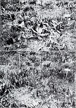 Thumbnail for File:The Dalles pocket gopher and its influence on forage production of Oregon mountain meadows (1951) (20644012129).jpg