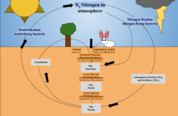 Simplified version of the nitrogen cycle The Nitrogen Cycle (1).png