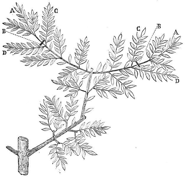 File:The Olive Its Culture in Theory and Practice - p87b.jpg