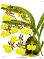 Oncidium tigrinum Plate 137 in: R.Warner - B.S.Williams: The Orchid Album (1882-1897)