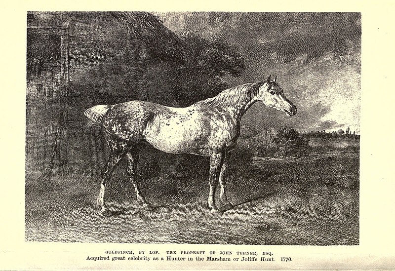 File:The horse BHL21535036.jpg