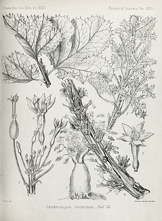 <span class="mw-page-title-main">Harriet Anne Thiselton-Dyer</span> British botanical illustrator