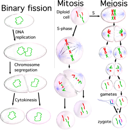 三种细胞分裂。（由左起：原核分裂（二分法）、有丝分裂、减数分裂）