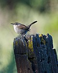 Thryomanes bewickii -Santa Teresa County Park, San Jose, California, USA-8.jpg